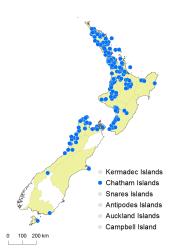 Hiya distans distribution map based on databased records at AK, CHR, OTA & WELT.
 Image: K. Boardman © Landcare Research 2017 CC BY 3.0 NZ